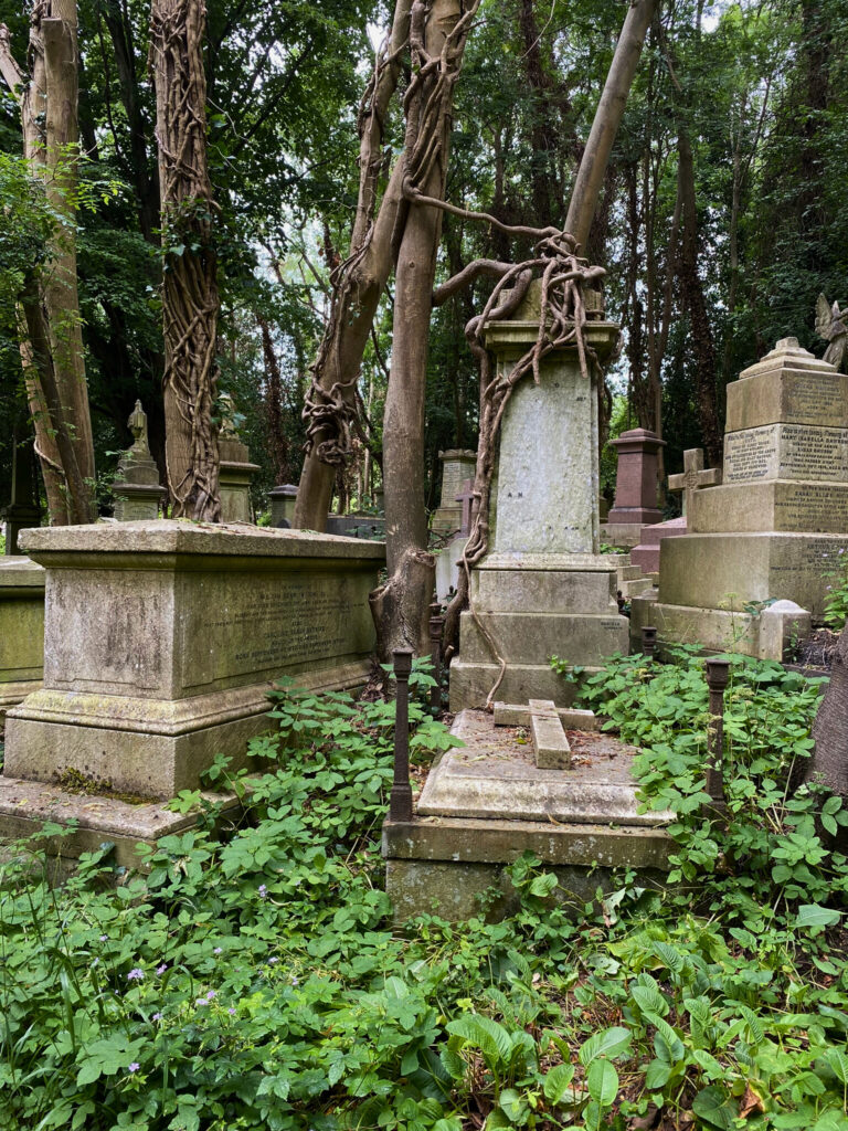 Trees in Highgate growing over tombstones